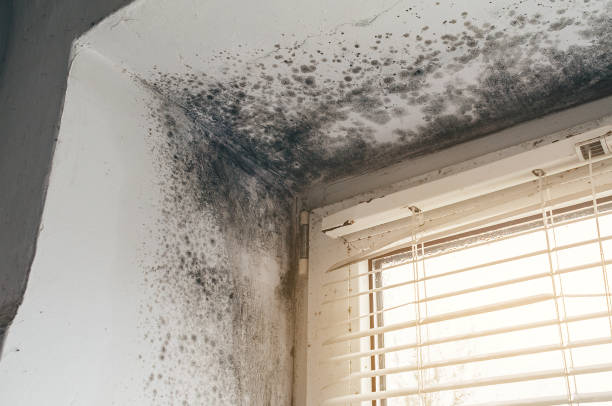 Affordable Attic Mold Remediation solutions in Wilson's Mills, NC
